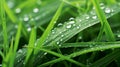 A close-up of dew-kissed green grass with delicate water droplets Royalty Free Stock Photo