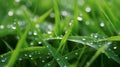 A close-up of dew-kissed green grass with delicate water droplets Royalty Free Stock Photo