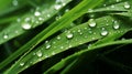 A close-up of dew-kissed green grass with delicate water droplets Royalty Free Stock Photo