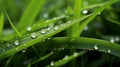 A close-up of dew-kissed green grass with delicate water droplets Royalty Free Stock Photo