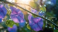 A close-up of dew-kissed morning glory vines in soft morning light