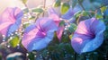 A close-up of dew-kissed morning glory vines in soft morning light