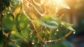 A close-up of dew-kissed morning glory vines in soft morning light