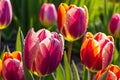 Close-Up of Dew-Kissed Vibrant Tulips - Petals Slightly Open, Revealing Richly Colored Stamens in the Morning