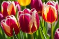 Close-Up of Dew-Kissed Vibrant Tulips - Petals Slightly Open, Revealing Richly Colored Stamens in the Morning