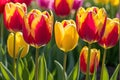 Close-Up of Dew-Kissed Vibrant Tulips - Petals Slightly Open, Revealing Richly Colored Stamens in the Morning