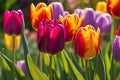 Close-Up of Dew-Kissed Vibrant Tulips - Petals Slightly Open, Revealing Richly Colored Stamens in the Morning