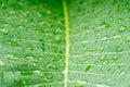 Close up of Dew on leaves texture background