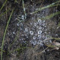 close up of dew particles on the ground