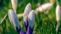 Close up of dew on purple crocus flowers