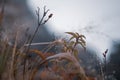 Close-up, dew on the top of the grass in the morning in the mist