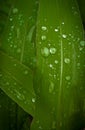 A close up of dew water droplet on a green corn leaf