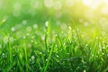 Close up of dewcovered grass field in natural landscape Royalty Free Stock Photo