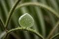 Close-up of a dewdrop on a blade of grass