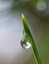 Close Up of Dewdrop on a Green Grass Blade Royalty Free Stock Photo
