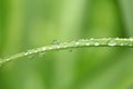 Dewdrops on a blade of grass