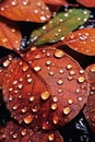 close-up of dewdrops on fallen leaves