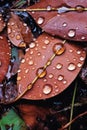 close-up of dewdrops on fallen leaves