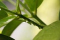 Close up - dewdrops on a green branch