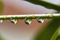 Close up - dewdrops on a green branch