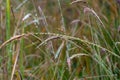 Close up of dewdrops hanging on the culm or stems of grass plants. Background of focus or blurred Background