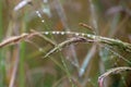 Close up of dewdrops hanging on the culm or stems of grass plants. Background of focus or blurred Background