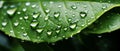 Close-up dewdrops on a leaf. Macro view of a rain-soaked leaf covered in droplets, texture, rainy day. AI generated.
