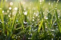 close up of dewdrops on swamp grass early in the morning