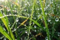 close up of dewdrops on swamp grass early in the morning
