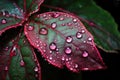 close-up of dewdrops on vibrant forest leaves