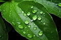 close-up of dewdrops on vibrant green leaves