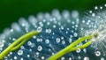 A Close-up of a Dewy Dandelion in the Morning Light. Royalty Free Stock Photo