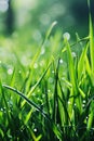 Close-up of Dewy Grass Blades