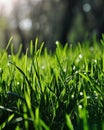 Close-Up of Dewy Green Grass With Water Droplets Royalty Free Stock Photo