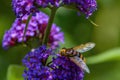 Close up diagonally above to a hornet mimic hoverfly on buddleia blossoms Royalty Free Stock Photo