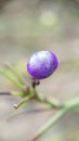 Close-up Dianella Ensifolia Purple Fruit