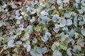 Close-up of dichondra silver falls leaves