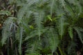 Close-up Dicranopteris dichotoma in the summer