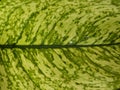 Close up of Dieffenbachia amoena tropic leaf Royalty Free Stock Photo