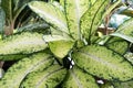 Close up of Dieffenbachia Bombastic leaves