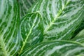 Close up of Dieffenbachia leaf