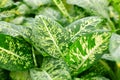 Close up Dieffenbachia leaves, tropical evergreen plant background.