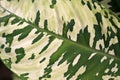 Dieffenbachia reflector camouflage leaf