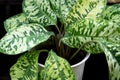 Dieffenbachia reflector camouflage leaf Royalty Free Stock Photo