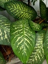 Close up of dieffenbachia seguine plant