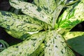 Close up of Dieffenbachia star bright leaves