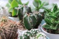 Close up of different cacti