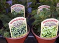 Close-up of different kinds of oregano herb bedding plants for sale with a sign identifying the type