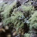 Close-up of different lichens growing on a log