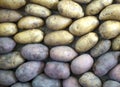 different potatoes after harvesting